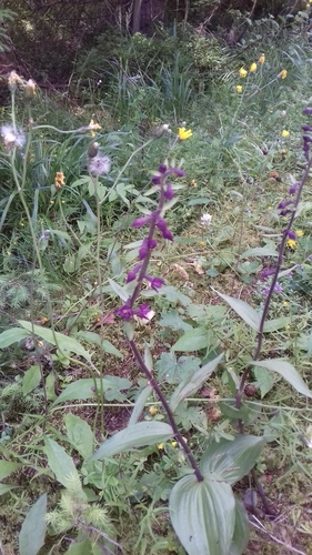 kruštík tmavočervený (Epipactis atrorubens)