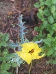 Argemone aenea