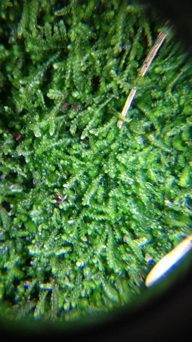 šiškovka dvojlaloková (Cephalozia bicuspidata)