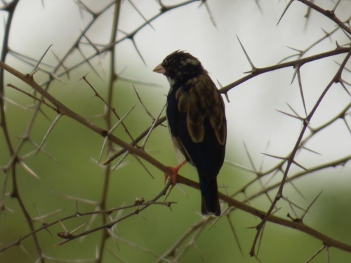 Village Indigobird