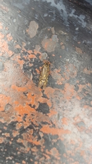 Macrostemum zebratum