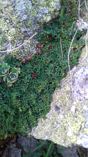 lomikameň zohnutolistý pravý (Saxifraga retusa retusa)