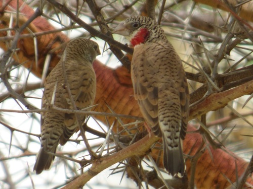 Cut-throat Finch