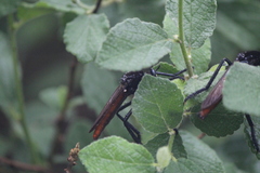Archilestris magnificus