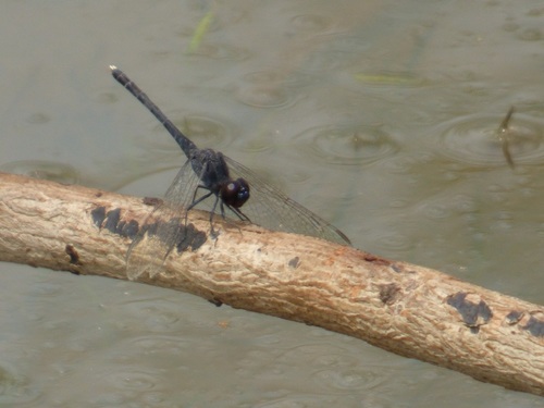 Black Percher