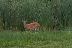 Odocoileus virginianus leucurus