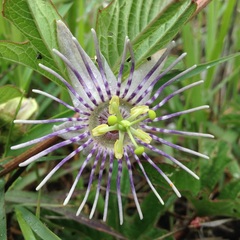 Passiflora karwinskii