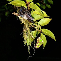 Philaethria diatonica