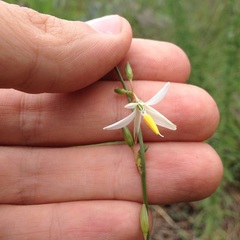 Echeandia parviflora