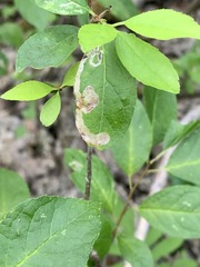 Phytomyza ilicis group