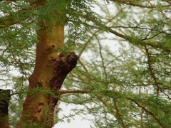 Vachellia sieberiana