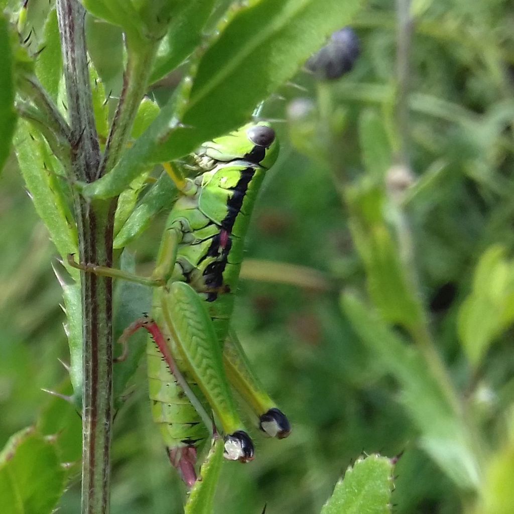 Carpathian Mountain Grasshopper