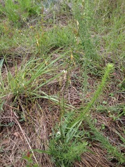 Echeandia parviflora