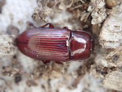 Uloma culinaris