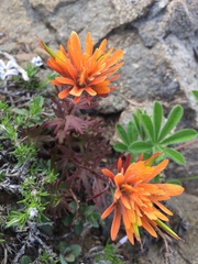 Castilleja rupicola