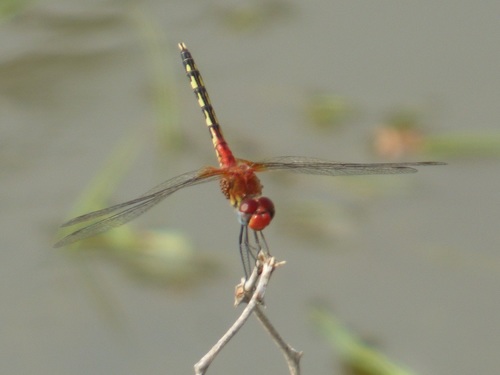 Barbet Percher