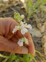 Collinsia tinctoria