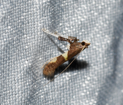 Caloptilia umbratella