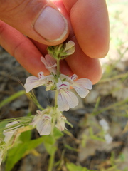 Collinsia tinctoria