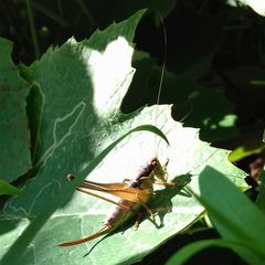 Pachytrachis gracilis