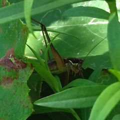 Pachytrachis gracilis