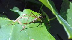 Pachytrachis gracilis