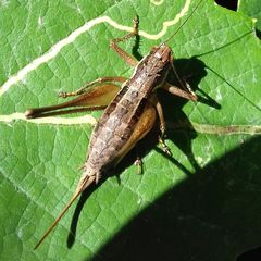 Pachytrachis gracilis