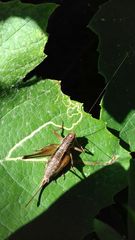 Pachytrachis gracilis