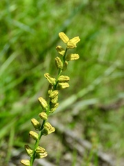 Aletris aurea