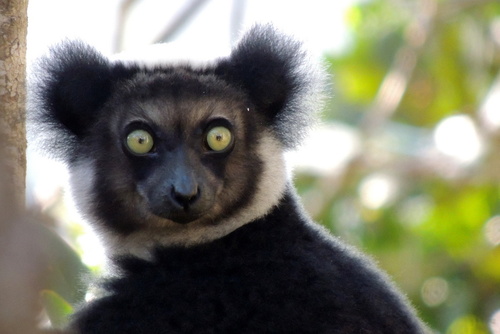 Indri (Indri indri)