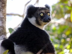 Indri indri