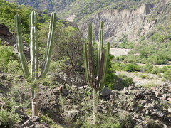 Neoraimondia herzogiana