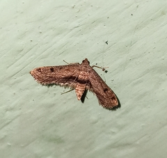 Sufetula