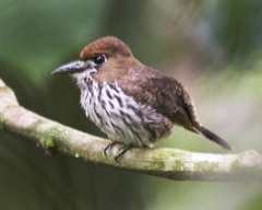 Micromonacha lanceolata