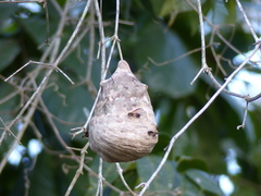 Polybia chrysothorax