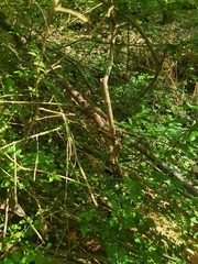 Nerodia sipedon pleuralis