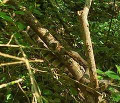 Nerodia sipedon pleuralis