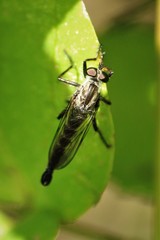 Machimus notatus