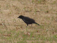 Bubalornis albirostris