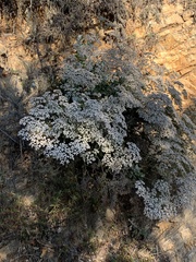 Eriogonum giganteum