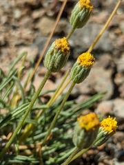 Erigeron bloomeri