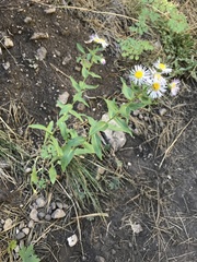 Erigeron formosissimus
