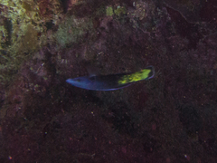 Labroides bicolor