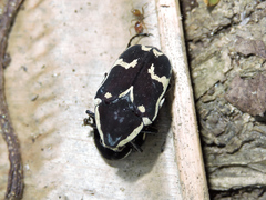 Amithao marginicollis