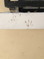Felis catus