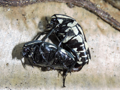 Amithao marginicollis