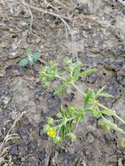 Potentilla supina