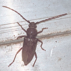 Enaphalodes hispicornis