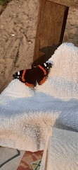 Vanessa atalanta