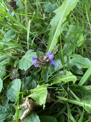 Prunella vulgaris
